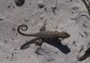Lizard with big toes - Shroud Cay